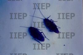 Ecologia : BR-SPIIEP_INF-EDP-DPS_ECO-013-01 [diapositivo]