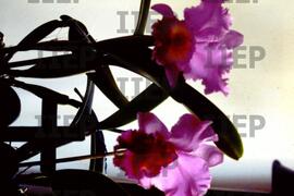 Ecologia : BR-SPIIEP_INF-EDP-DPS_ECO-009-10 [diapositivo]