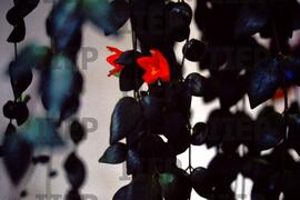 Ecologia : BR-SPIIEP_INF-EDP-DPS_ECO-008-13 [diapositivo]