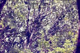 Ecologia : BR-SPIIEP_INF-EDP-DPS_ECO-009-12 [diapositivo]