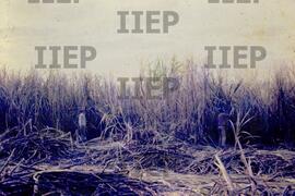 Terra : BR-SPIIEP_INF-EDP-DPS_TER-003-17 [diapositivo]