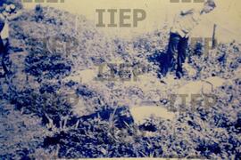 Violência : BR-SPIIEP_INF-EDP-DPS_VIO-002-04 [diapositivo]