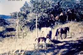 Ecologia : BR-SPIIEP_INF-EDP-DPS_ECO-001-13 [diapositivo]