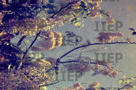 Ecologia : BR-SPIIEP_INF-EDP-DPS_ECO-010-10 [diapositivo]