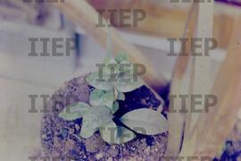 Ecologia : BR-SPIIEP_INF-EDP-DPS_ECO-011-02 [diapositivo]