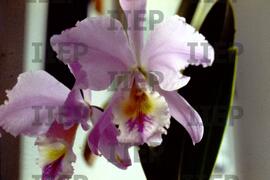 Ecologia : BR-SPIIEP_INF-EDP-DPS_ECO-009-11 [diapositivo]