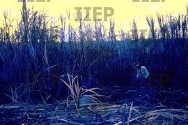 Terra : BR-SPIIEP_INF-EDP-DPS_TER-003-13 [diapositivo]