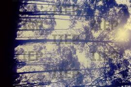 Ecologia : BR-SPIIEP_INF-EDP-DPS_ECO-031-11 [diapositivo]