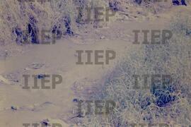 Ecologia : BR-SPIIEP_INF-EDP-DPS_ECO-002-19 [diapositivo]